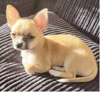 Chihuahua Male Vinny For Sale