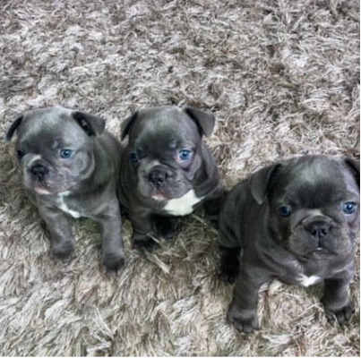 French Bulldog For Sale in Great Britain