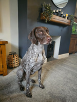 German shorthaired best sale pointer cost