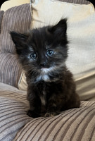 Maine coon CROSS  kittens for sale