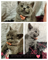 Our British Blue Shorthair Kittens For Sale
