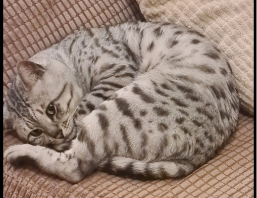 Bengal For Sale in Lodon