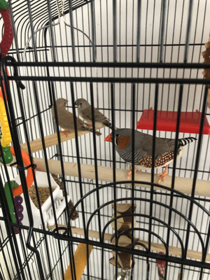 Finches For Sale