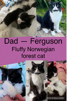 Cute Norwegian Forest Cat For Sale