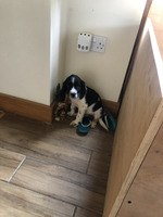 English springer spaniel puppy’s for sale