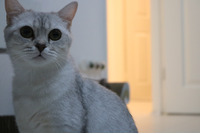 British Shorthair For Sale in the UK