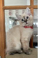 Ragdoll kittens for sale, GCCF registered