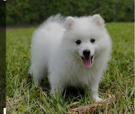 Cute Japanese Spitz Wanted