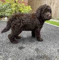 Chocolate labradoodle puppies for sale