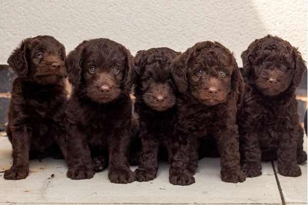 Labradoodle For Sale in Great Britain