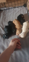 Beautiful yorkiepoo cross chihuahua (chorkiepoo) puppies for sale