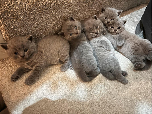 Cats and Kittens For Sale in