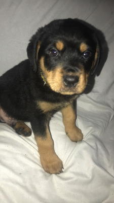 Rottweiler For Sale in the UK