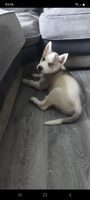 10 week old male siberian husky for rehoming