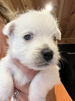 West Highland Terrier For Sale in Lodon