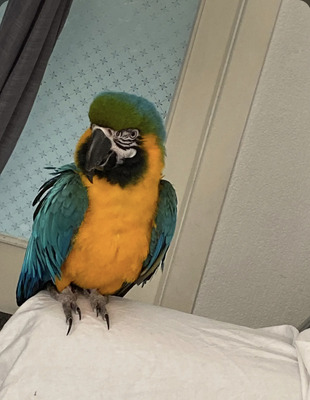 Macaws For Sale