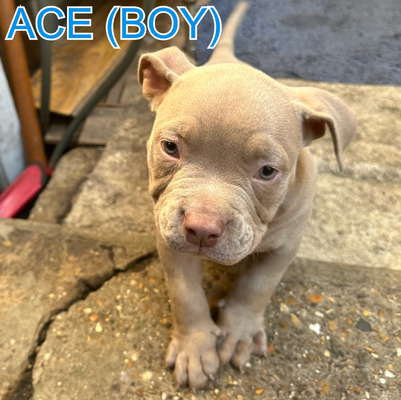 ABKC REG EXOTIC AMERICAN BULLY PUPPIES FOR SALE | UKPets