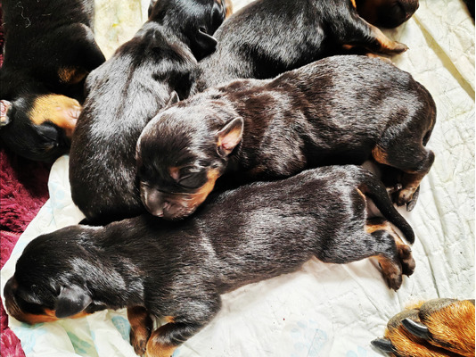 Rottweiler For Sale in the UK
