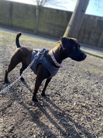 Patterdale Terrier For Sale