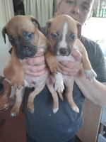 Staffy bull x puppies for sale