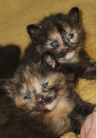 6 beautiful kittens for sale