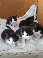 Adorable Kittens for Sale