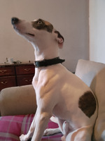 Greyhound Whippet Pup for Sale