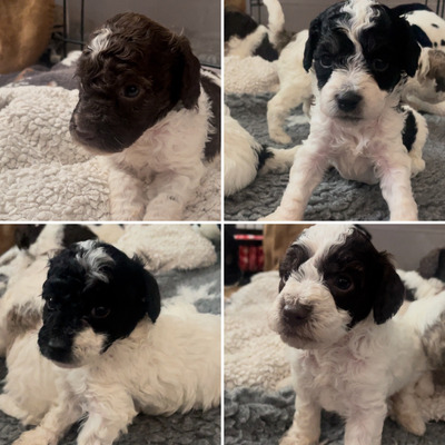 Miniature Poodles for Rehoming