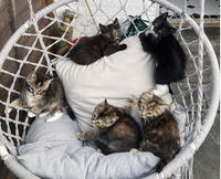 9 Week Year  Old Kittens for Sale