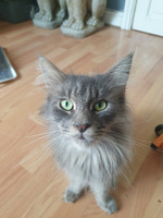 Adorable GCCF Registered Female Maine Coon