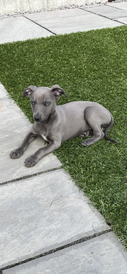 Whippet for Rehoming