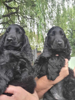 QUALITY  SHOW TYPE  COCKER SPANIEL GIRL      NOW REDUCED IN  PRICE