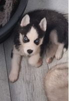 Siberian pups need forever home