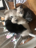 THREE KITTENS FOR SALE 15 WEEKS OLD