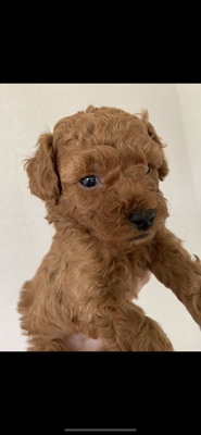 Toy Poodles For Sale