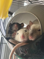 Well-loved, Gorgeous Male Rats - Abraham, Albie & Otis