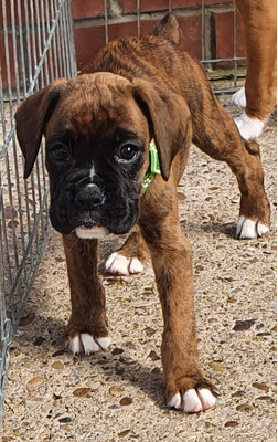Boxer for Rehoming
