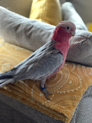 Available Cockatoo
