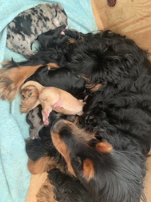 Stunning Cockapoo Pups Carrying Blue Merle 