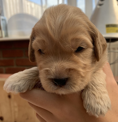 Stunning Cockapoo Pups carrying Blue Merle | UKPets