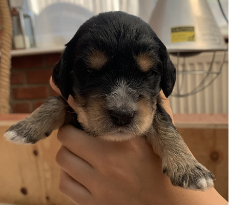 Stunning Cockapoo Pups carrying Blue Merle | UKPets