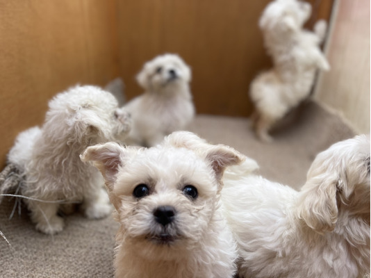 Bichon Frises for Rehoming