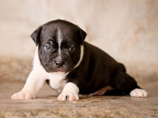 Cute Staffordshire Bull Terrier Wanted
