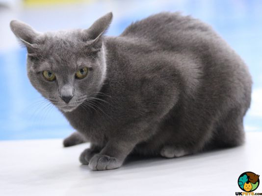 Russian Blue Wanted