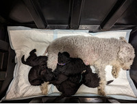 A litter of 6 Bedlington Terrier Puppies  (Granitor Line)