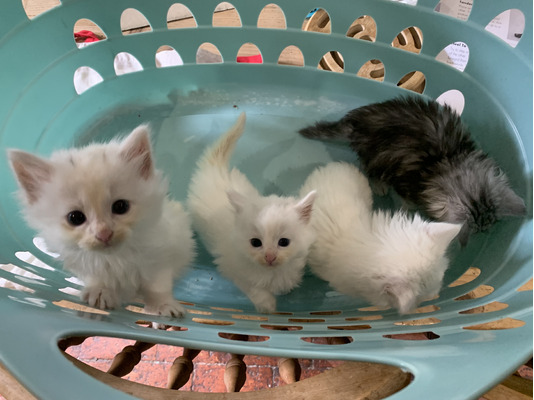 Norwegian Forest Cats For Sale