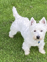 West Highland Terriers For Stud