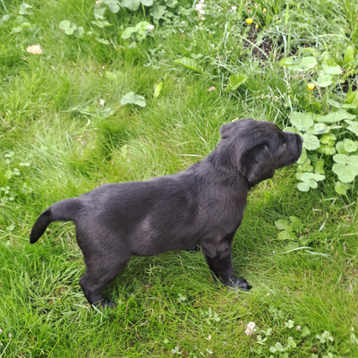 Labrador Retriever For Sale in the UK