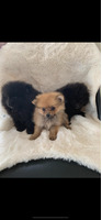 Pomeranians For Sale