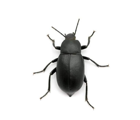 Beetle for Rehoming